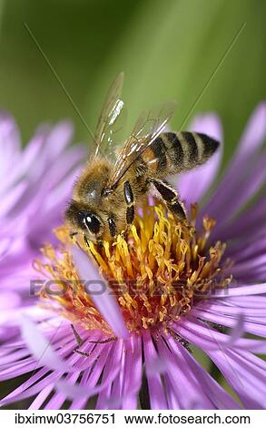 "Honey bee (Apis mellifera) sitting on aster (Aster), sucking up nectar, Baden-Wurttemberg, Germany, Europe" View Large Photo Image Stock Image - "Honey bee (Apis mellifera) sitting on aster (Aster), sucking up nectar, Baden-Wurttemberg, Germany, Europe". Fotosearch