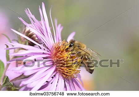 "Honey bee (Apis mellifera) sitting on aster (Aster), sucking up nectar, Baden-Wurttemberg, Germany, Europe" View Large Photo Image Stock Photo - "Honey bee (Apis mellifera) sitting on aster (Aster), sucking up nectar, Baden-Wurttemberg, Germany, Europe". Fotosearch