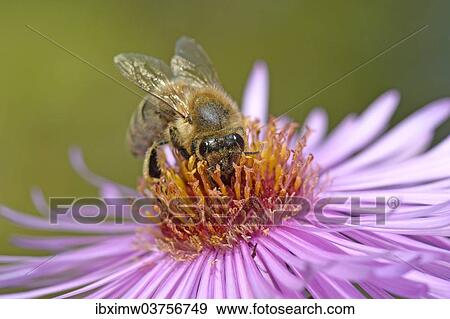 "Honey bee (Apis mellifera) sitting on aster (Aster), sucking up nectar, Baden-Wurttemberg, Germany, Europe" View Large Photo Image Stock Photo - "Honey bee (Apis mellifera) sitting on aster (Aster), sucking up nectar, Baden-Wurttemberg, Germany, Europe". Fotosearch