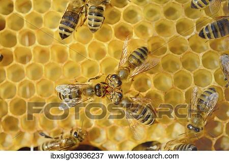 Honey Bee (Apis mellifera var carnica) being fed by two other bees View Large Photo Image Stock Photo - Honey Bee (Apis mellifera var carnica) being fed by two other bees. Fotosearch