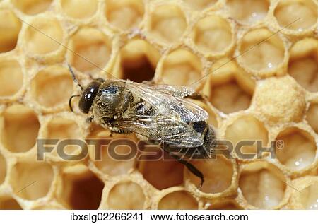 "Honey bee (Apis mellifera var nica), drone on drone brood, larvae shortly before pupation" View Large Photo Image Stock Image - "Honey bee (Apis mellifera var nica), drone on drone brood, larvae shortly before pupation". Fotosearch