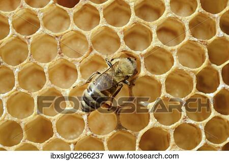"Honey bee (Apis mellifera var nica), worker bee on comb with larvae delivering food such as nectar" View Large Photo Image Stock Photo - "Honey bee (Apis mellifera var nica), worker bee on comb with larvae delivering food such as nectar". Fotosearch
