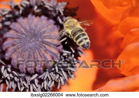 "Honey bee (Apis mellifera var carnica), in flight over pistil and and pollen tubes of an Oriental Poppy (Papaver orientale)" View Large Photo Image Picture - "Honey bee (Apis mellifera var carnica), in flight over pistil and and pollen tubes of an Oriental Poppy (Papaver orientale)". Fotosearch