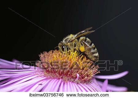 Stock Photograph - "Honey bee (Apis mellifera) with pollen on its legs sitting on aster (Aster), sucking up nectar, Baden-Wurttemberg, Germany, Europe". Fotosearch