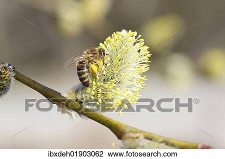 "Honey bee (Apis mellifica) feeding on Goat Willow, Pussy Willow or Great Sallow (Salix caprea), Allgaeu, Bavaria, Germany, Europe" View Large Photo Image Stock Image - "Honey bee (Apis mellifica) feeding on Goat Willow, Pussy Willow or Great Sallow (Salix caprea), Allgaeu, Bavaria, Germany, Europe". Fotosearch