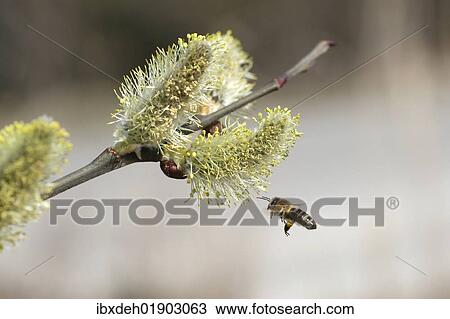"Honey bee (Apis mellifica) in flight at Goat Willow, Pussy Willow or Great Sallow (Salix caprea), Allgaeu, Bavaria, Germany, Europe" View Large Photo Image Stock Image - "Honey bee (Apis mellifica) in flight at Goat Willow, Pussy Willow or Great Sallow (Salix caprea), Allgaeu, Bavaria, Germany, Europe". Fotosearch