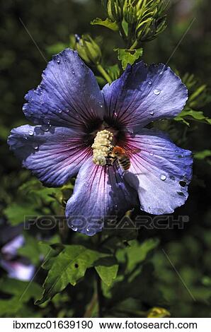 "Honey bee (Apis) on the stamen of a hibiscus flower (Hibiscus syriacus), with water drops" View Large Photo Image Stock Image - "Honey bee (Apis) on the stamen of a hibiscus flower (Hibiscus syriacus), with water drops". Fotosearch