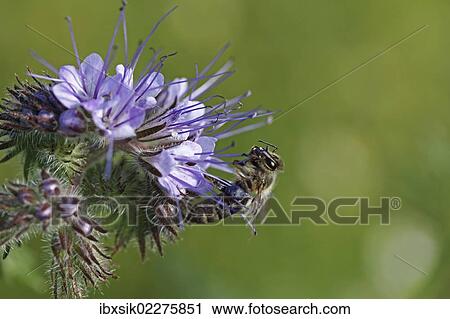 "Honey bee (Apis sp. ), clinging onto the purple flower, Phacelia, Scorpionweed or Heliotrope (Phacelia sp. )" View Large Photo Image Stock Image - "Honey bee (Apis sp. ), clinging onto the purple flower, Phacelia, Scorpionweed or Heliotrope (Phacelia sp. )". Fotosearch