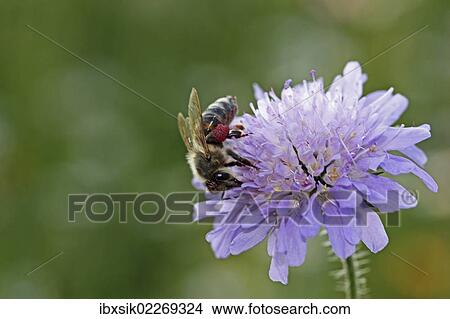 "Honey bee (Apis sp. ), on a Field Scabious (Knautia arvensis), Baden-Wuerttemberg, Germany, Europe" View Large Photo Image Picture - "Honey bee (Apis sp. ), on a Field Scabious (Knautia arvensis), Baden-Wuerttemberg, Germany, Europe". Fotosearch