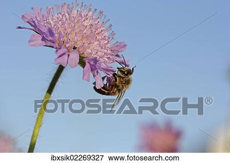 "Honey bee (Apis sp. ), on a Field Scabious (Knautia arvensis), Baden-Wuerttemberg, Germany, Europe" View Large Photo Image Stock Photo - "Honey bee (Apis sp. ), on a Field Scabious (Knautia arvensis), Baden-Wuerttemberg, Germany, Europe". Fotosearch