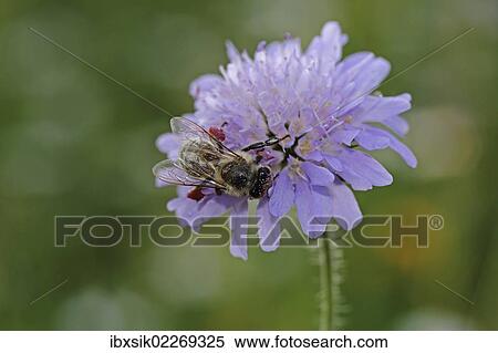 "Honey bee (Apis sp. ), on a Field Scabious (Knautia arvensis), Baden-Wuerttemberg, Germany, Europe" View Large Photo Image Stock Photography - "Honey bee (Apis sp. ), on a Field Scabious (Knautia arvensis), Baden-Wuerttemberg, Germany, Europe". Fotosearch