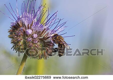 "Honey bee (Apis sp. ), on a purple flower, Phacelia, Scorpionweed or Heliotrope (Phacelia sp. ), Baden-Wuerttemberg, Germany, Europe" View Large Photo Image Stock Photo - "Honey bee (Apis sp. ), on a purple flower, Phacelia, Scorpionweed or Heliotrope (Phacelia sp. ), Baden-Wuerttemberg, Germany, Europe". Fotosearch