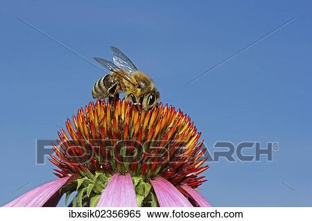 "Honey bee (Apis sp. ) on a Purple Coneflower (Echinacea purpurea), Baden-Wuerttemberg, Germany, Europe" View Large Photo Image Stock Photography - "Honey bee (Apis sp. ) on a Purple Coneflower (Echinacea purpurea), Baden-Wuerttemberg, Germany, Europe". Fotosearch