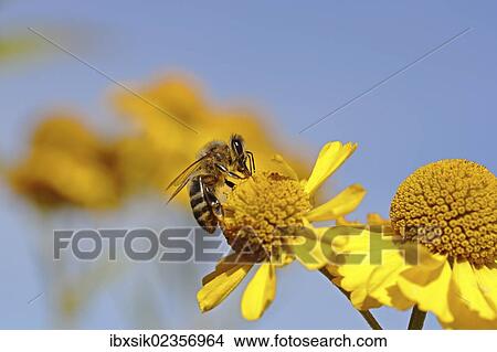 Picture - "Honey bee (Apis sp. ), on a yellow daisy, Baden-Wuerttemberg, Germany, Europe". Fotosearch
