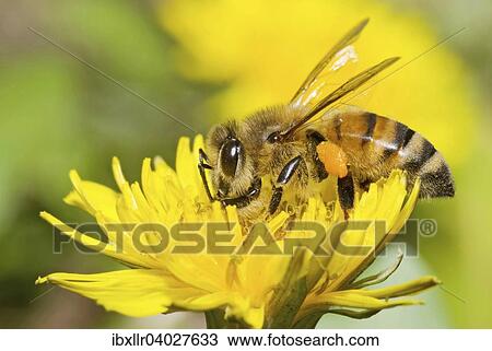 Honey Bee (Apis sp. ) on Dandelion (Taraxacum sp. ) View Large Photo Image Stock Image - Honey Bee (Apis sp. ) on Dandelion (Taraxacum sp. ). Fotosearch