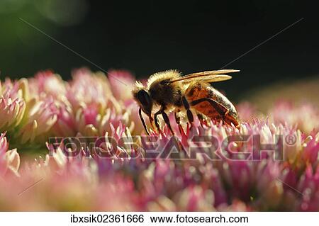 Stock Photograph - "Honey bee (Apis sp. ), Baden-Wuerttemberg, Germany, Europe". Fotosearch