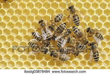 Honey Bees (Apis mellifera) on a freshly-built honeycomb View Large Photo Image Picture - Honey Bees (Apis mellifera) on a freshly-built honeycomb. Fotosearch