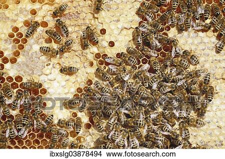 Honey Bees (Apis mellifera) on a honeycomb with partially capped cells View Large Photo Image Picture - Honey Bees (Apis mellifera) on a honeycomb with partially capped cells. Fotosearch
