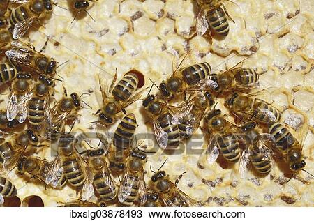 Honey Bees (Apis mellifera) on a honeycomb with partially capped cells View Large Photo Image Stock Image - Honey Bees (Apis mellifera) on a honeycomb with partially capped cells. Fotosearch