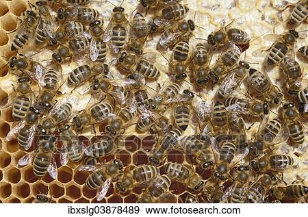 Honey Bees (Apis mellifera) on a honeycomb with partially capped cells View Large Photo Image Stock Photo - Honey Bees (Apis mellifera) on a honeycomb with partially capped cells. Fotosearch