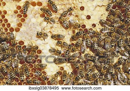 Honey Bees (Apis mellifera) on a honeycomb with partially capped cells View Large Photo Image Stock Photography - Honey Bees (Apis mellifera) on a honeycomb with partially capped cells. Fotosearch