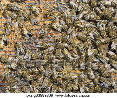 "Honey Bees (Apis mellifera) on honeycomb with capped cells holding honey, winter bees, Bavaria, Germany, Europe" View Large Photo Image Stock Photo - "Honey Bees (Apis mellifera) on honeycomb with capped cells holding honey, winter bees, Bavaria, Germany, Europe". Fotosearch
