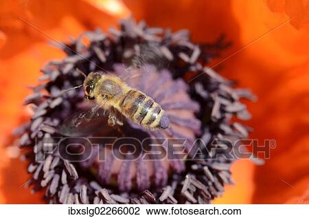 "Honey bees (Apis mellifera var carnica) in flight on pistil and pollen of a poppy flower, Oriental Poppy (Papaver orientale)" View Large Photo Image Stock Image - "Honey bees (Apis mellifera var carnica) in flight on pistil and pollen of a poppy flower, Oriental Poppy (Papaver orientale)". Fotosearch