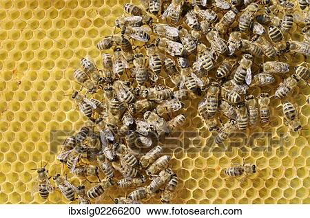 "Honey bees (Apis mellifera var carnica), worker bees in panic formation on a comb with eggs" View Large Photo Image Stock Image - "Honey bees (Apis mellifera var carnica), worker bees in panic formation on a comb with eggs". Fotosearch