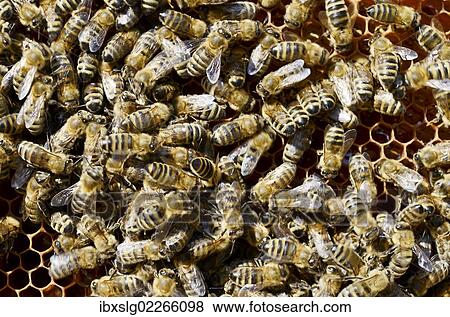 "Honey bees (Apis mellifera var carnica), on honeycomb" View Large Photo Image Stock Photo - "Honey bees (Apis mellifera var carnica), on honeycomb". Fotosearch