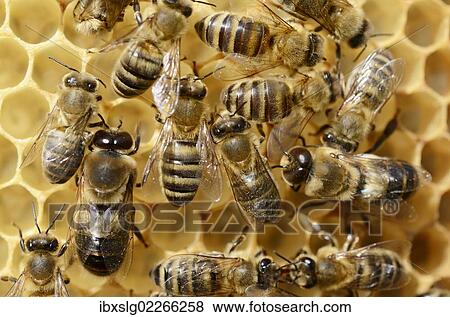Stock Photo - "Honey bees (Apis mellifera var carnica), worker bees and male drones on bright honeycomb". Fotosearch