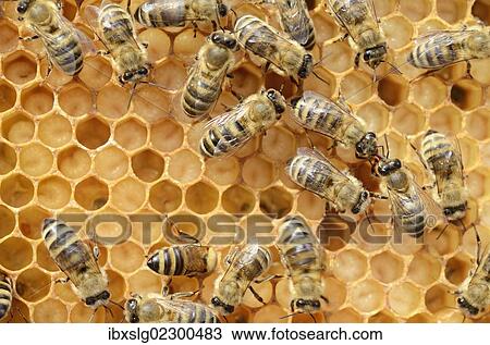 "Honey bees (Apis mellifera), worker bees caring for the brood, on brood cells, larvae, circa 8 days, in honeycomb cells" View Large Photo Image Stock Image - "Honey bees (Apis mellifera), worker bees caring for the brood, on brood cells, larvae, circa 8 days, in honeycomb cells". Fotosearch