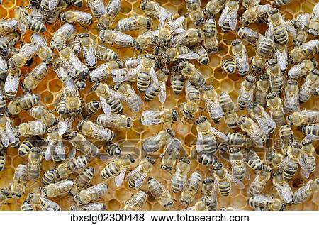 Stock Photo - "Honey bees (Apis mellifera), worker bees caring for the brood, larvae, circa 8 days". Fotosearch