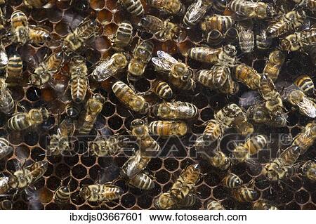 "Honey Bees (Apis sp. ) on a honeycomb, Germany, Europe" View Large Photo Image Stock Image - "Honey Bees (Apis sp. ) on a honeycomb, Germany, Europe". Fotosearch
