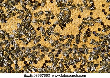Stock Image - "Honey Bees (Apis sp. ) on a honeycomb, Germany, Europe". Fotosearch