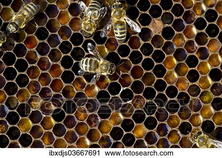 Stock Image - "Honey Bees (Apis sp. ) on a honeycomb, Germany, Europe". Fotosearch
