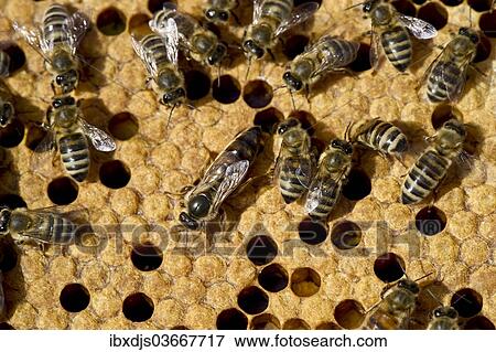"Honey bees (Apis sp. ) on a honeycomb, queen bee at centre, Germany, Europe" View Large Photo Image Stock Photo - "Honey bees (Apis sp. ) on a honeycomb, queen bee at centre, Germany, Europe". Fotosearch