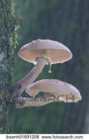 Honey fungus (Armillaria mellea) View Large Photo Image Stock Photo - Honey fungus (Armillaria mellea). Fotosearch