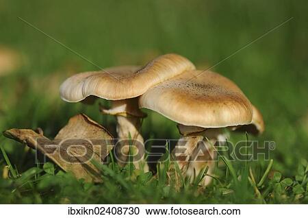 "Honey Fungus, Armillaria or Openky (Armillaria)" View Large Photo Image Stock Image - "Honey Fungus, Armillaria or Openky (Armillaria)". Fotosearch