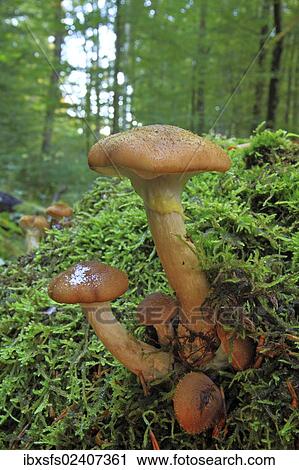 "Honey fungus (Armillaria sp. ), fruit bodies in a forest" View Large Photo Image Stock Image - "Honey fungus (Armillaria sp. ), fruit bodies in a forest". Fotosearch