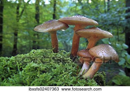 "Honey fungus (Armillaria sp. ), fruit bodies in a forest" View Large Photo Image Stock Image - "Honey fungus (Armillaria sp. ), fruit bodies in a forest". Fotosearch