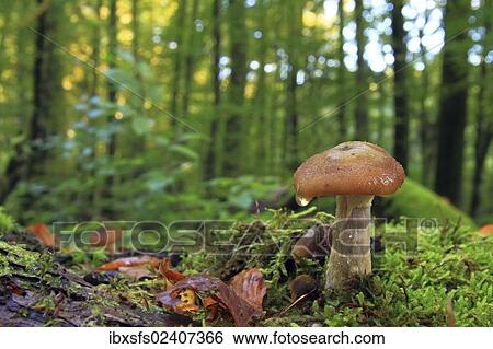 Honey fungus (Armillaria sp. ) in a forest View Large Photo Image Stock Photograph - Honey fungus (Armillaria sp. ) in a forest. Fotosearch