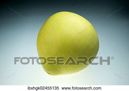 "Honey Pomelo (Citrus maxima, Citrus grandis)" View Large Photo Image Stock Photography - "Honey Pomelo (Citrus maxima, Citrus grandis)". Fotosearch