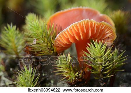 "Honey Waxcap (Hygrocybe reidii), Emsland, Lower Saxony, Germany, Europe" View Large Photo Image Stock Image - "Honey Waxcap (Hygrocybe reidii), Emsland, Lower Saxony, Germany, Europe". Fotosearch