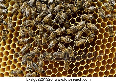 Stock Photograph - "Honeybees (Apis mellifera var. carnica), on brood comb with freshly laid eggs in honeycomb cells". Fotosearch