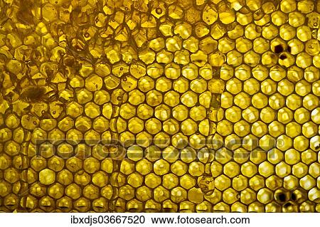 "Honeycomb and honey, Germany, Europe" View Large Photo Image Stock Image - "Honeycomb and honey, Germany, Europe". Fotosearch
