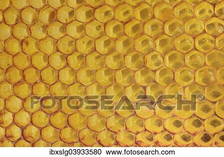 Stock Image - Honeycomb with a coating of red propolis. Fotosearch