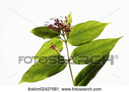 "Honeysuckle (Lonicera), flowers" View Large Photo Image Stock Image - "Honeysuckle (Lonicera), flowers". Fotosearch