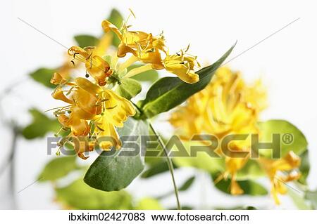 "Honeysuckle (Lonicera), flowers" View Large Photo Image Stock Image - "Honeysuckle (Lonicera), flowers". Fotosearch