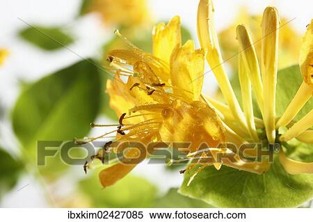 Stock Photography - "Honeysuckle (Lonicera), flowers". Fotosearch