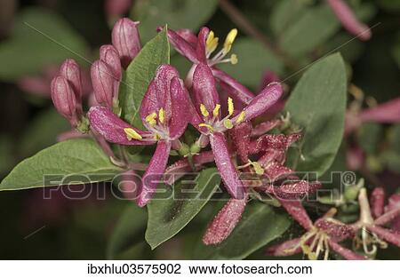 "Honeysuckle (Lonicera sp. ), inflorescence, Untergroningen, Abtsgmuend, Baden-Wurttemberg, Germany, Europe" View Large Photo Image Stock Image - "Honeysuckle (Lonicera sp. ), inflorescence, Untergroningen, Abtsgmuend, Baden-Wurttemberg, Germany, Europe". Fotosearch